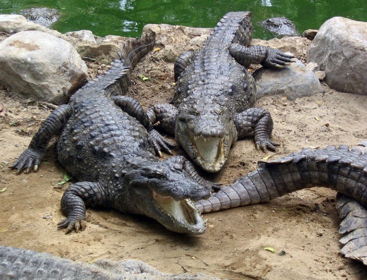 Crocodile Breeding Centre, Bhaur Saidan, Kurukshetra, Haryana - Vushii.com Crocodile Breeding Centre, Bhaur Saidan, Kurukshetra, Haryana - Vushii.com